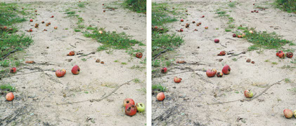 Andrea hold-Ferneck, Äpfel, 4-teilig, Fotografien, 1999