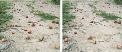 Andrea hold-Ferneck, Äpfel, 4-teilig, Fotografien, 1999