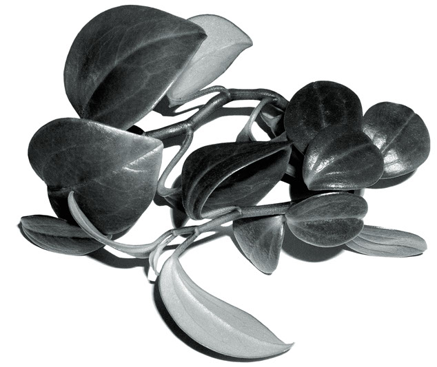 Blätter 2, Fotografie, Cutout, Andrea Hold-Ferneck, 2007, 85 x 145 cm