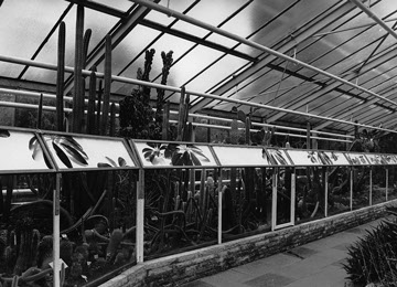 Schefflera trifft Sukkulent, Fotografien, Andrea Hold-Ferneck, Botanischer Garten, Köln, 1995