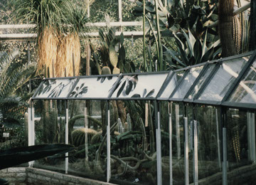 Schefflera trifft Sukkulent, Fotografien, Andrea Hold-Ferneck, Botanischer Garten, Köln, 1995