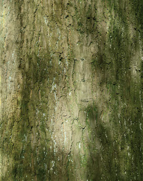 Stamm, Fotografie, Andrea Hold-Ferneck, 2007