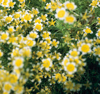 Sumpfblume, Fotografie, Andrea Hold-Ferneck, 2005