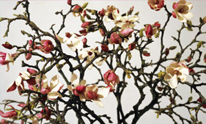 Magnolien, Fotografie, Andrea Hold-Ferneck, 2006