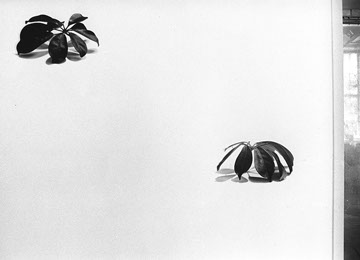 Andrea Hold-ferneck, Schefflera, Fotografien, Halle Klandestin, Wuppertal 1995