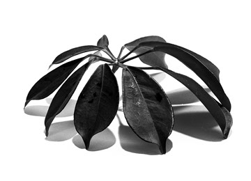 Andrea Hold-ferneck, Schefflera, Fotografie, Cutout, Halle Klandestin, Wuppertal 1995