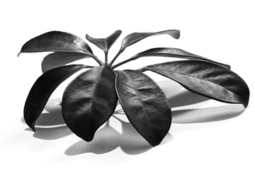 Andrea Hold-ferneck, Schefflera, Fotografien, Halle Klandestin, Wuppertal 1995